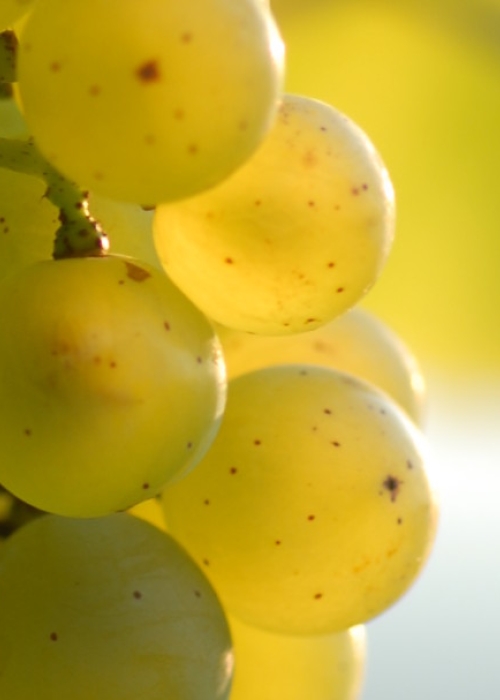 Silvaner Traube 4